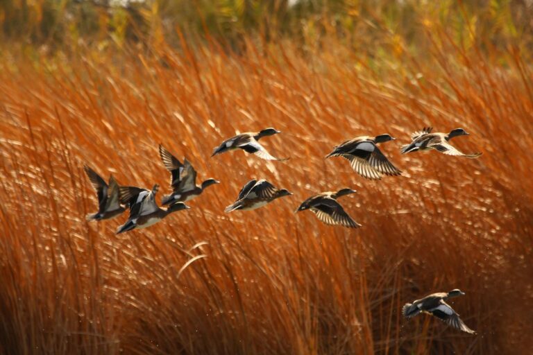 uccelli_migratori_USA