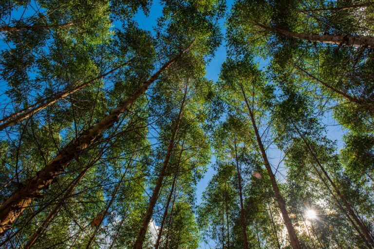 riforestazione