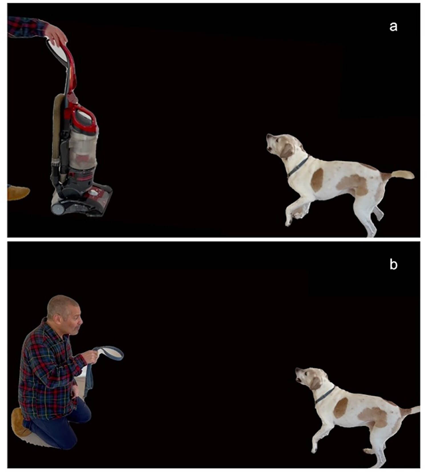 Emoties honden weinig menselijk begrip