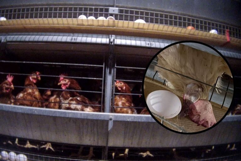 Essere animali galline ovaiole investigazione