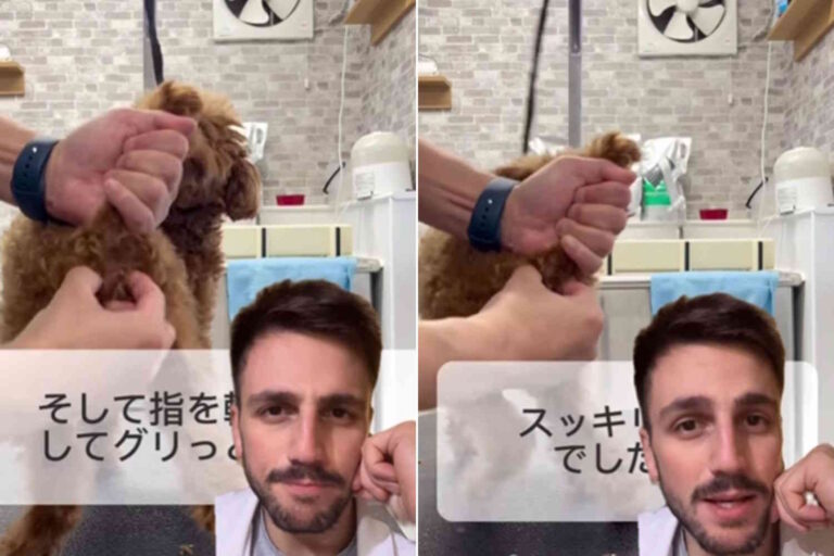 Ik ben een dierenarts en ik leg uit wat (niet) doen als de hond de ontstoken perianale klieren heeft						


