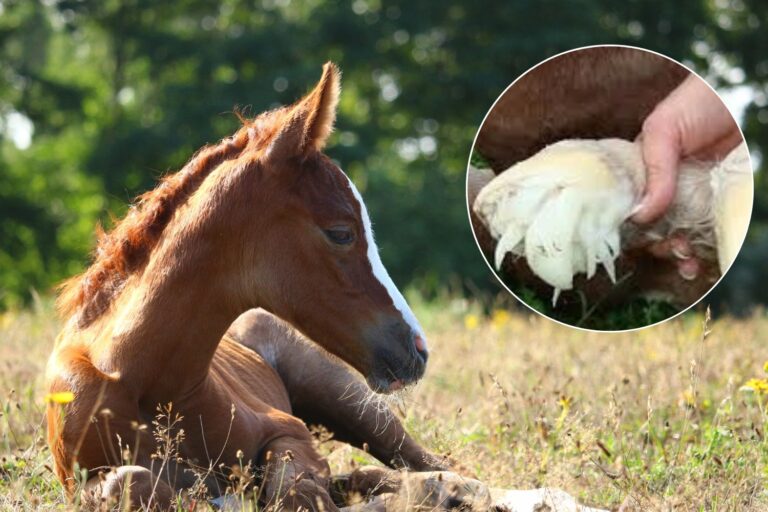 Weet je dat de veulens worden geboren met de "feeën van de feeën"?						


