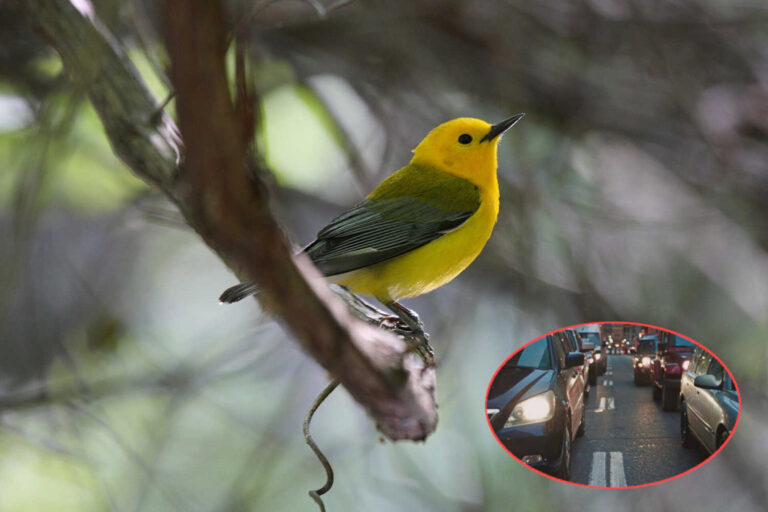 Uccelli inquinamento acustico