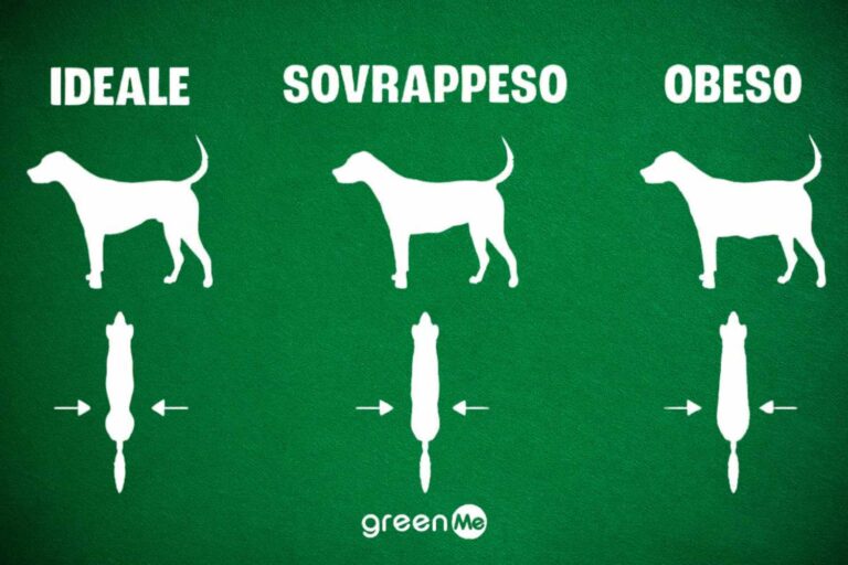 test cane sovrappeso