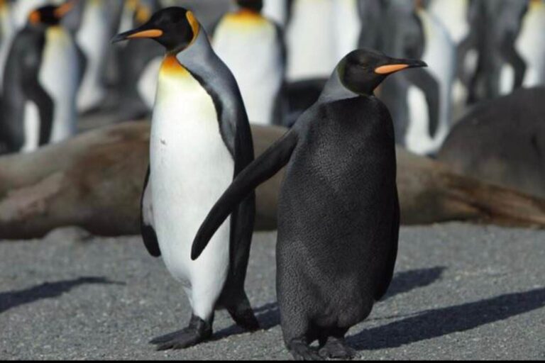 Pinguino melanico