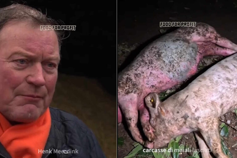 allevamenti paesi bassi