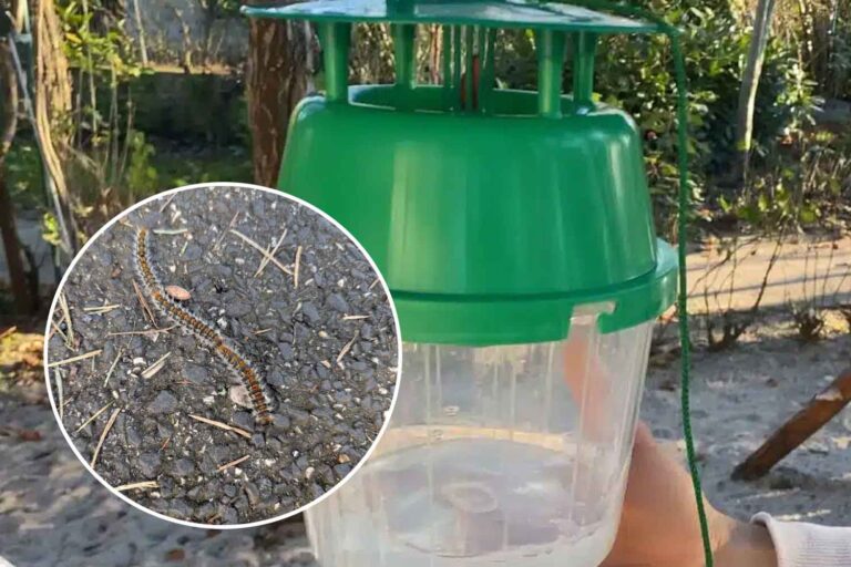 dispositivo contro le processionarie