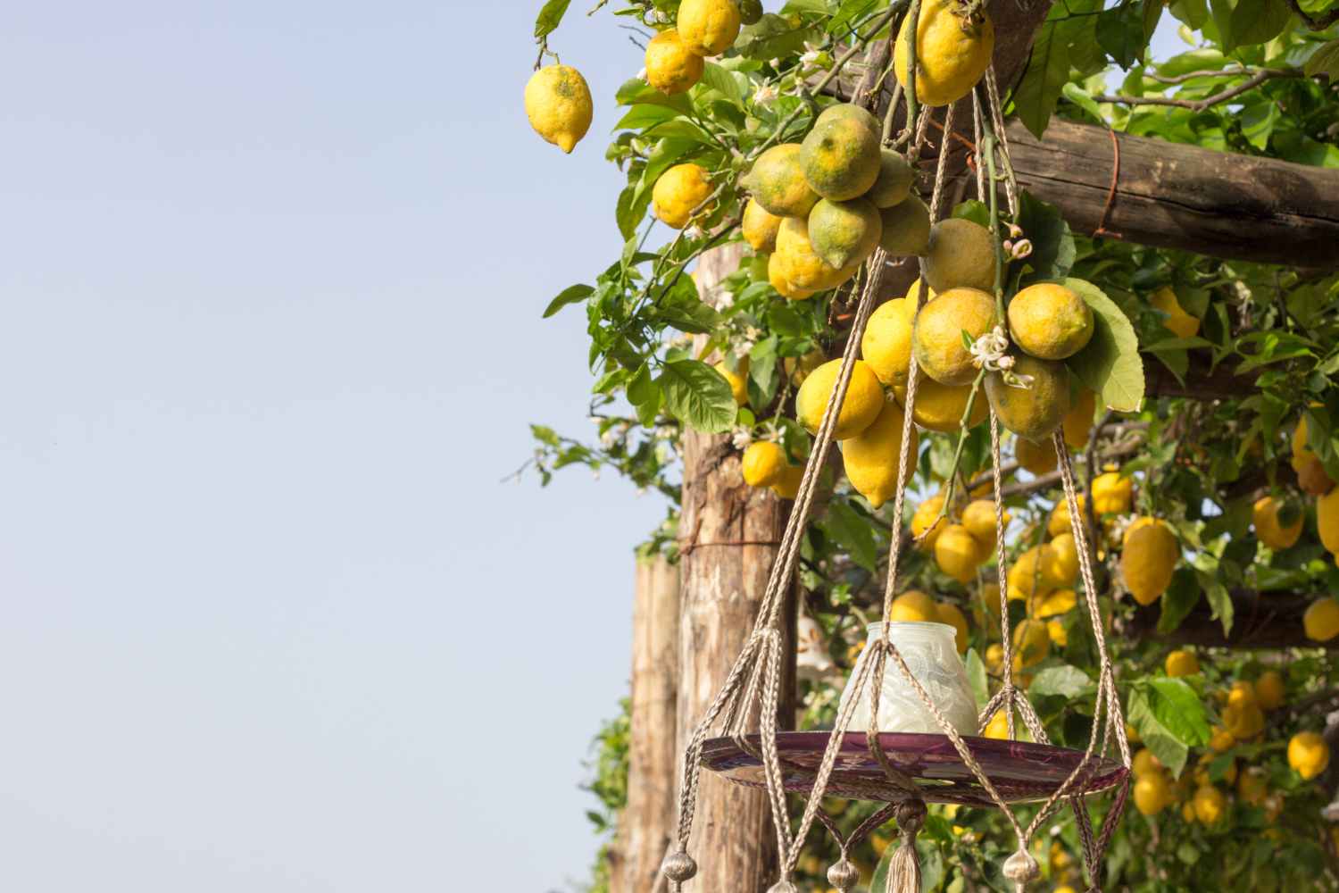 Limoni costa d'Amalfi