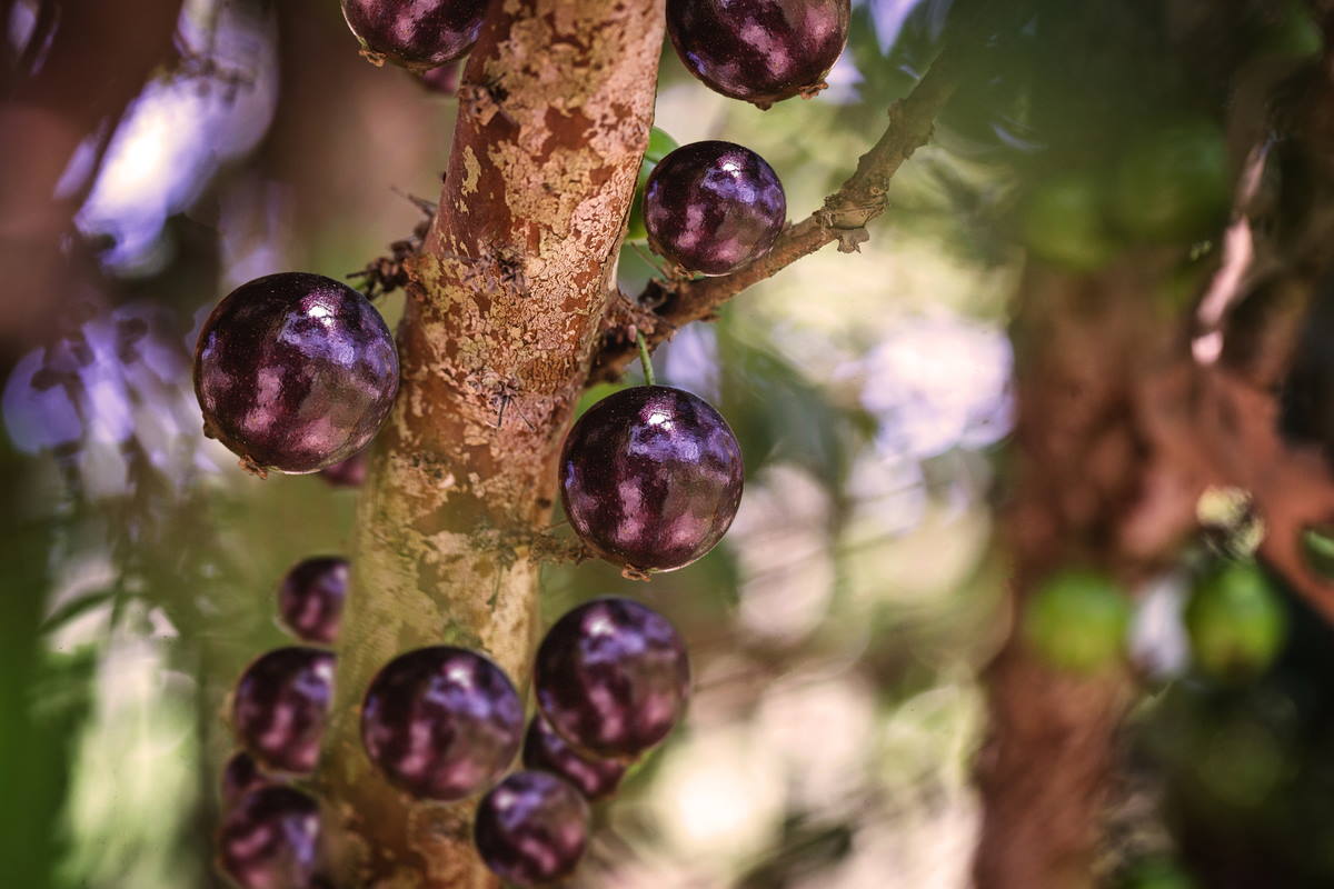 Jabuticaba