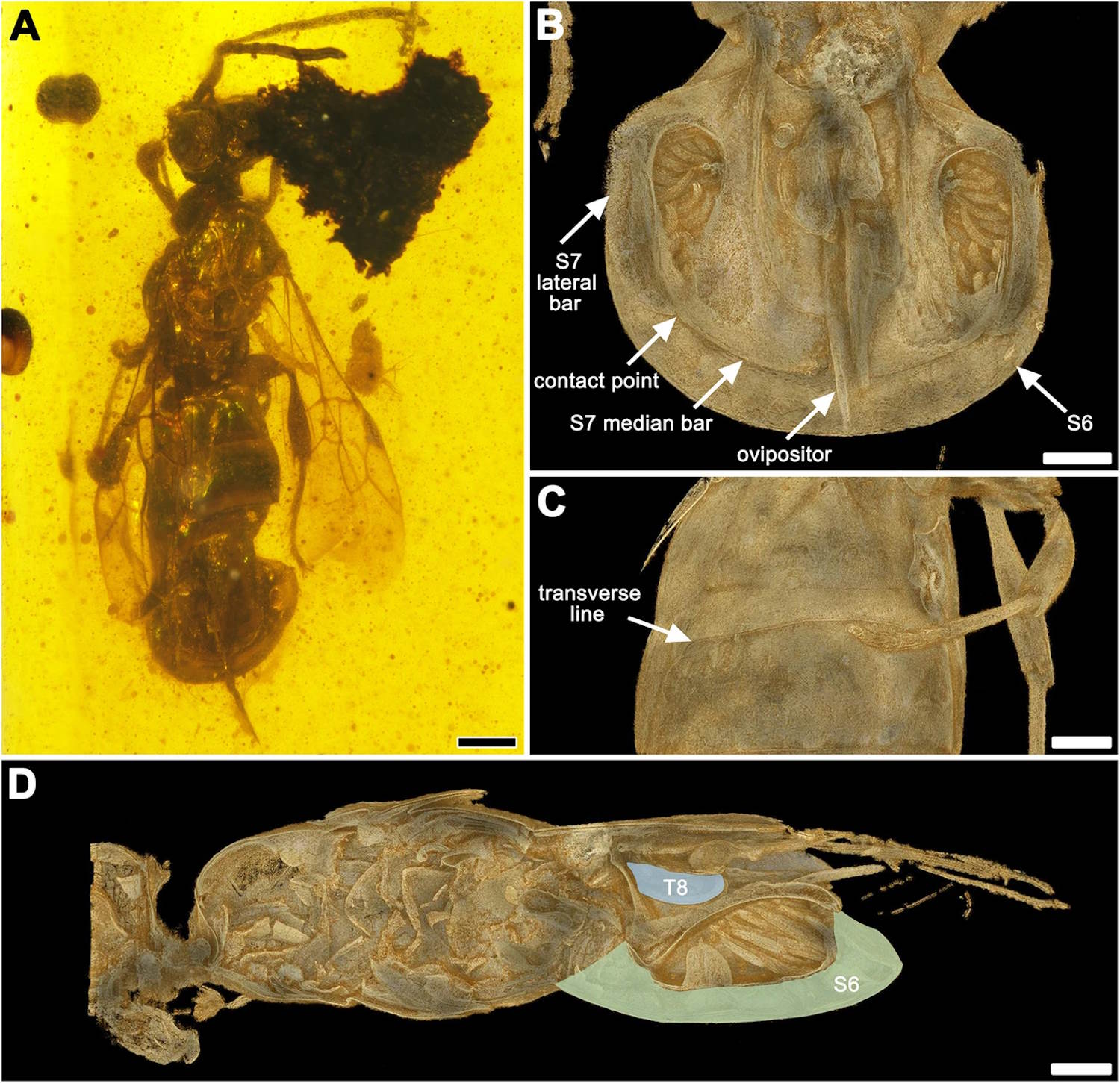 Prehistorische Vespa gevangen in Ambra