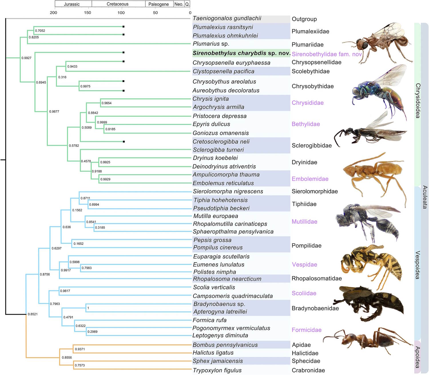 Prehistorische Vespa gevangen in Ambra