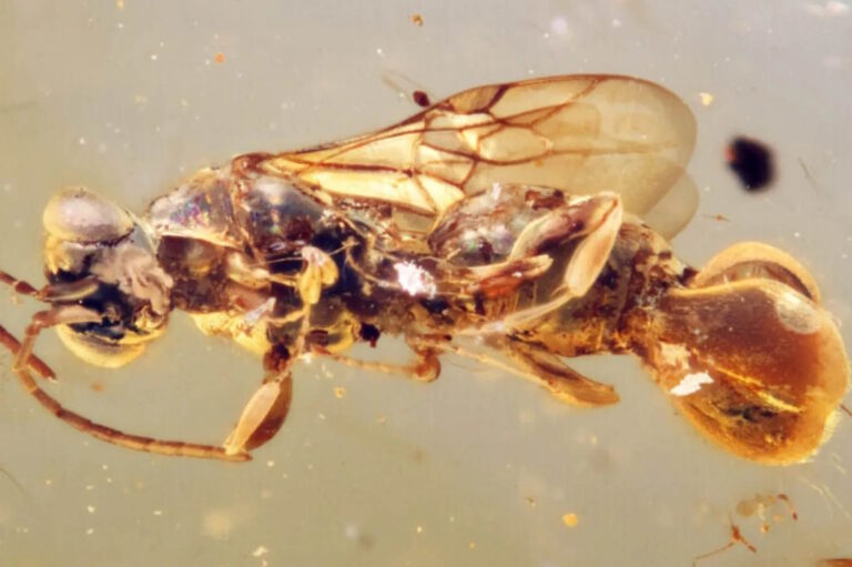 vespa preistorica intrappolata nell
