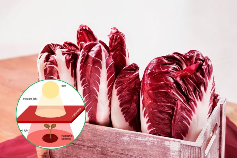 Agrivoltaïsche, semi-transparante fotovoltaïsche daken in perovskiet om radicchio beter te laten groeien						


