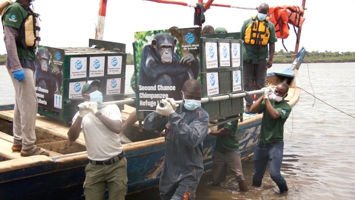 Chimpanzé Liberia 2