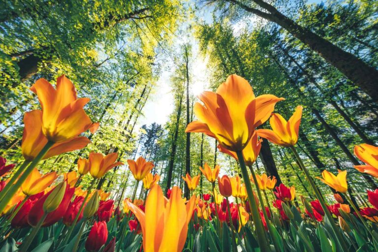 primavera