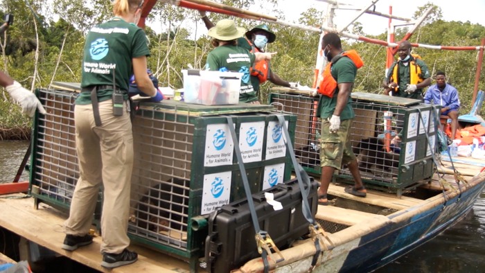 De bewegende beelden van de "bibliotheek" van deze 6 chimpansees na 30 jaar in de vivisectieworkshops						


