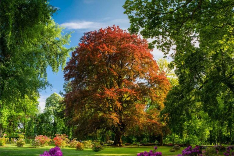 Arboretum Wojsławice/Facebook