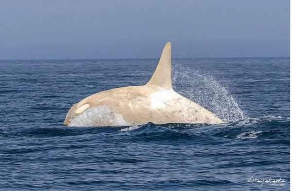 Orca_bianca_Giappone