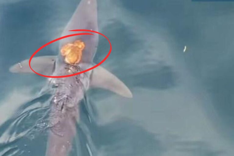 polpo cavalca squalo mako