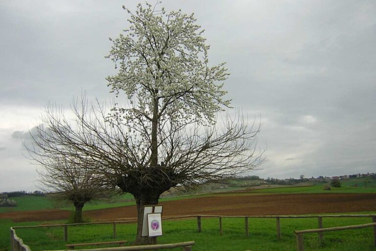 bialbero casorzo