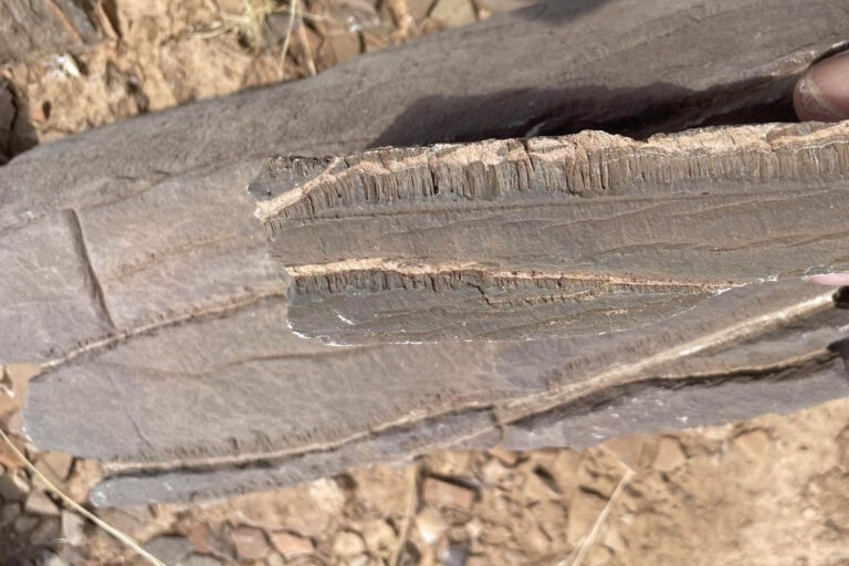 mistero segni microrganismo deserto namibia