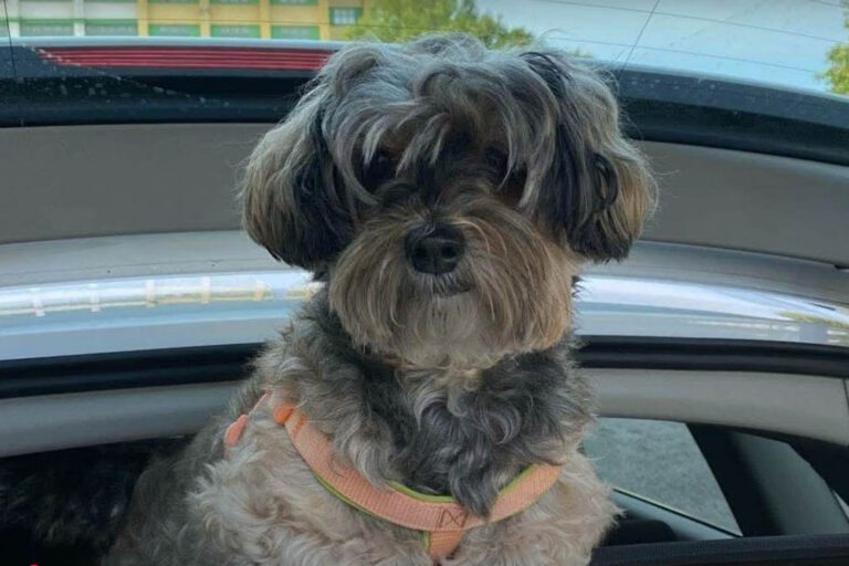 Race tegen de tijd om Samira te vinden, de hond van Rosalia de Giosa, levend geëxtraheerd uit het puin van de ineenstorting in Bari						


