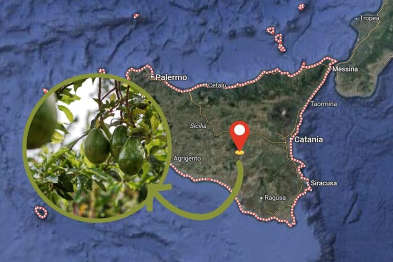 sicilia avocado