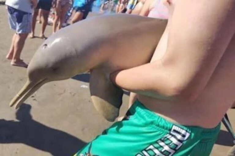 Delfino morto