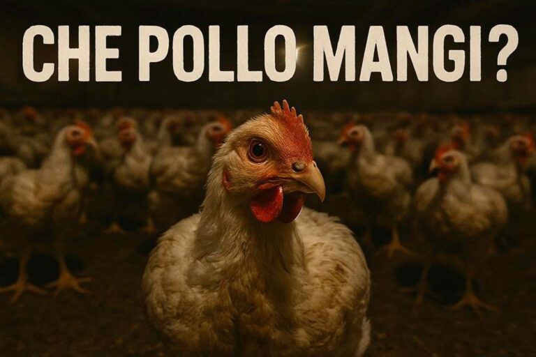 pollo allevamenti