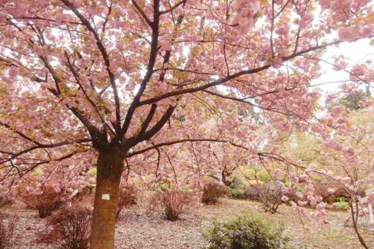 Hanami Roma