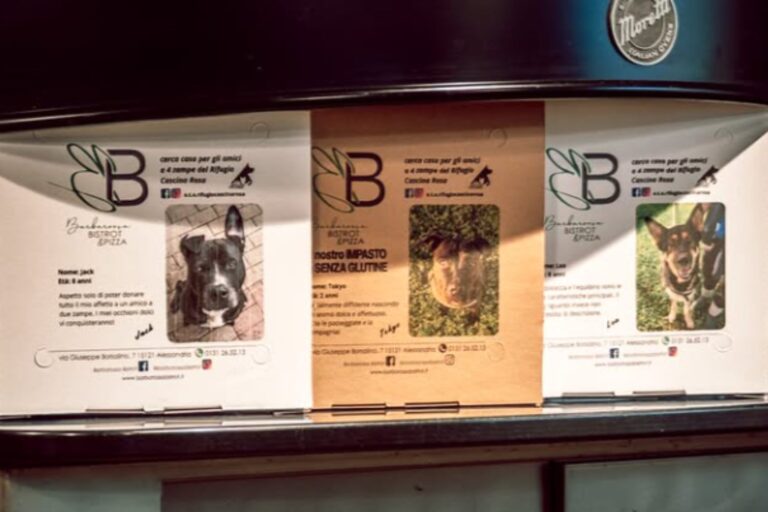Adozione cani pizza