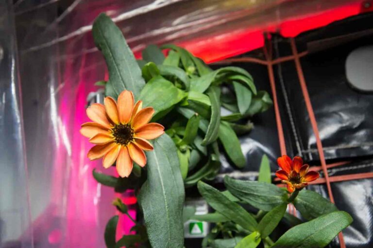 Il fiore di zinnia sbocciato nello Spazio