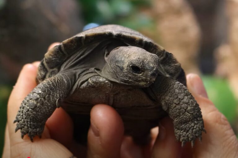 Tartarughe giganti