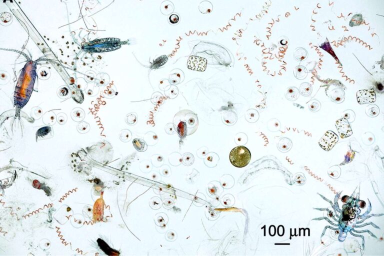 Acqua microscopio