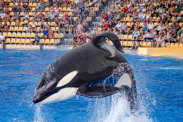 SeaWorld Orlando orche