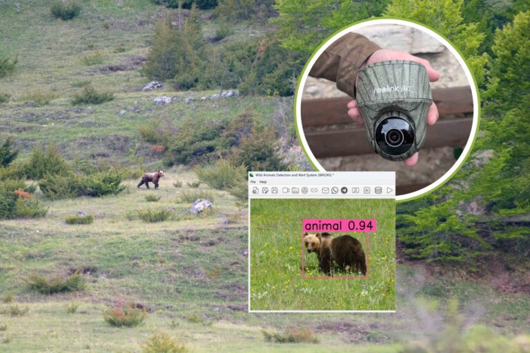 Bescherm beren en dieren in het wild in Abruzzo dankzij de AI (met een app geboren van onder)						



