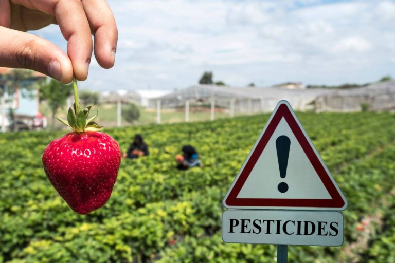 campi fragole pesticidi
