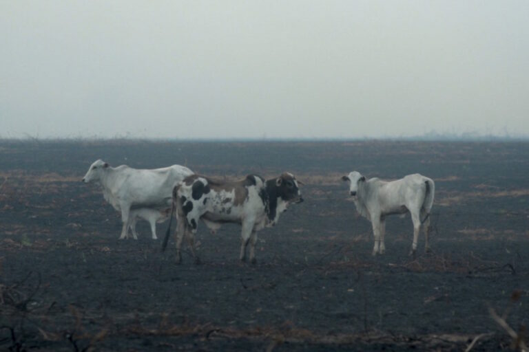 deforestazione allevamenti brasile