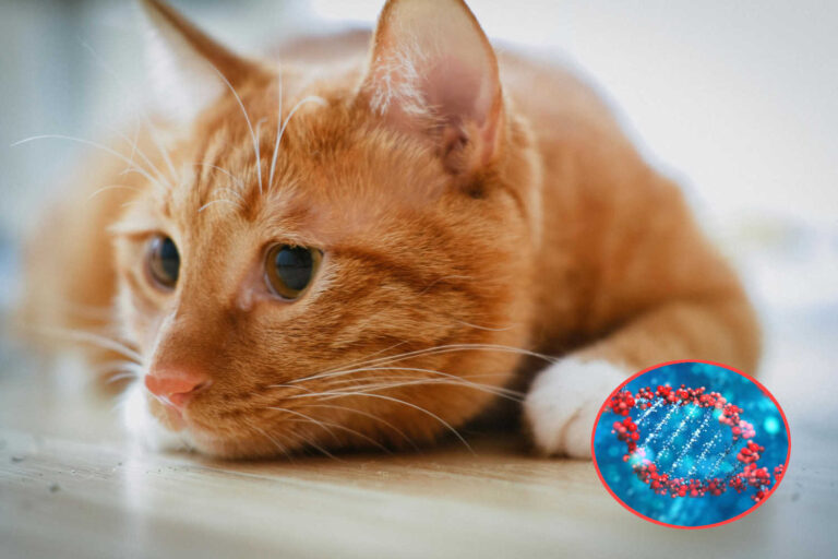 Segreto gatti arancioni