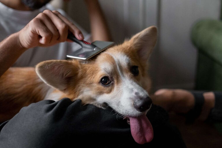 cura pelo cane