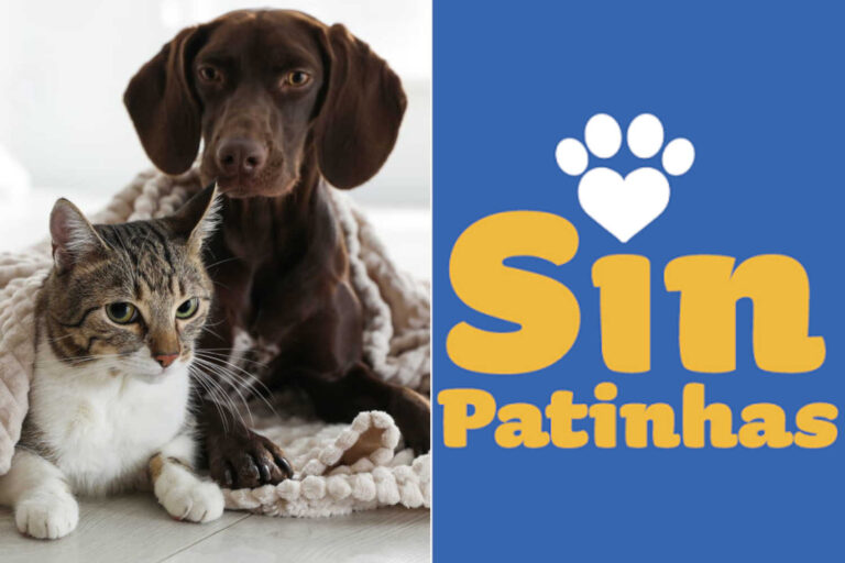 Cani gatti carta identità