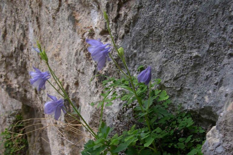 Aquilegia nugorensis