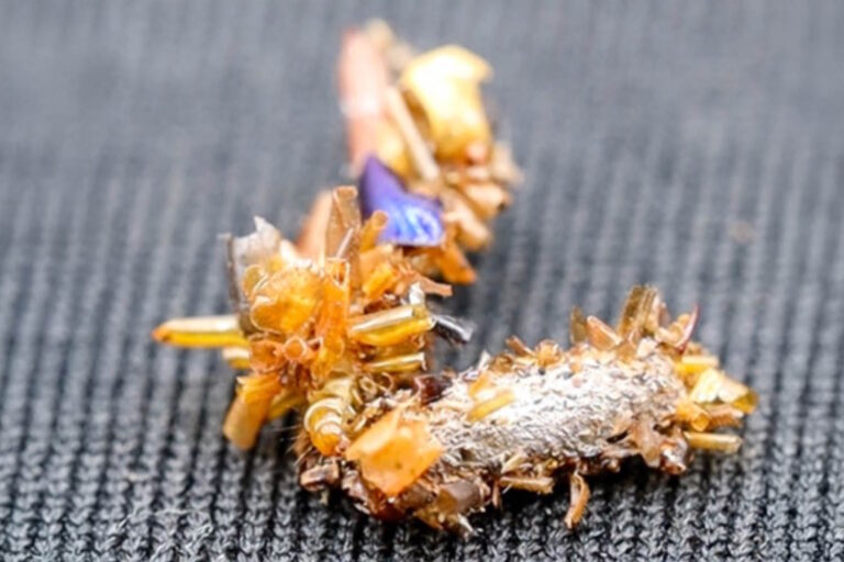 bruco collezionista di ossa