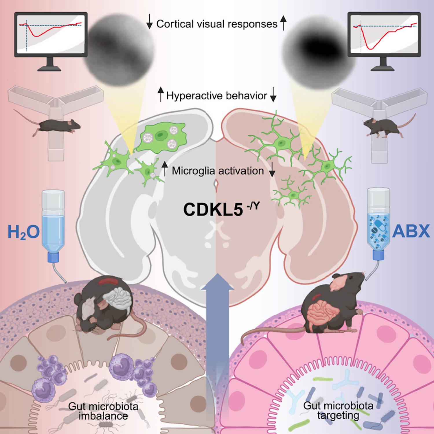 Darm- en ontwikkelingsneurologen aandoeningen