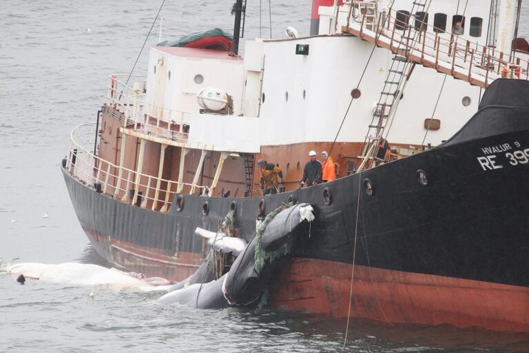 Islanda-caccia-balene