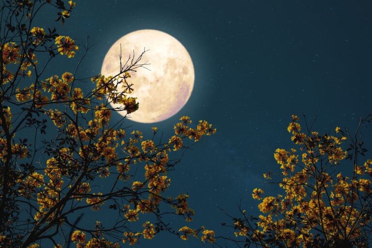 microluna dei fiori 12 maggio 2025