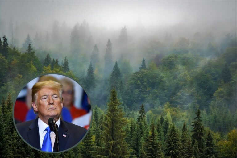 trump foreste