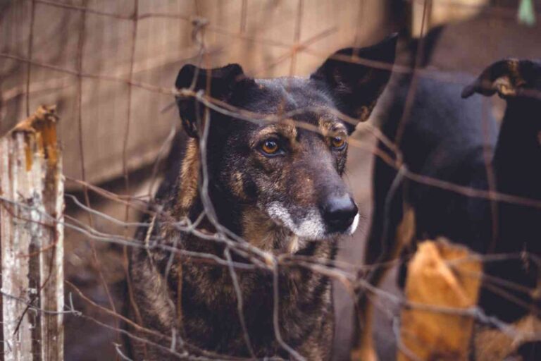Verbania adotta un cane