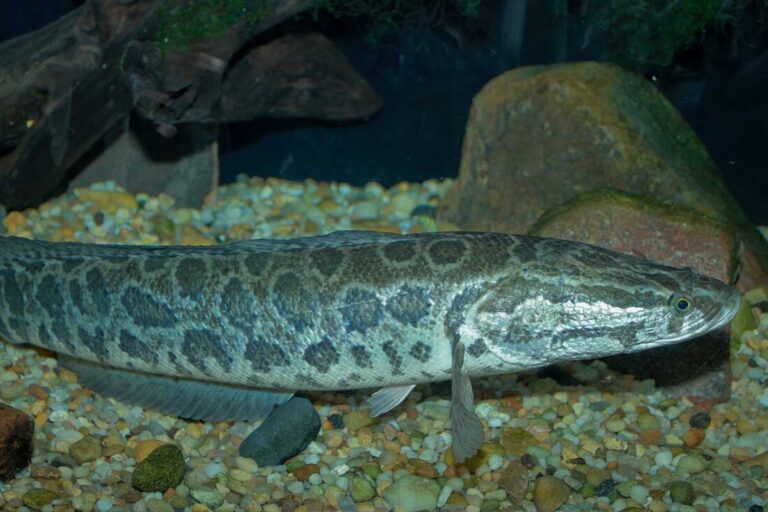 pesce testa di serpente