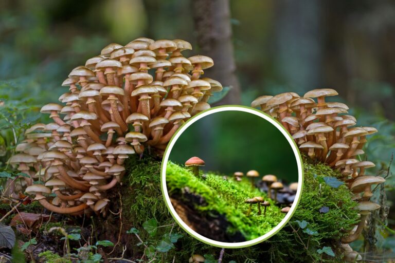 funghi